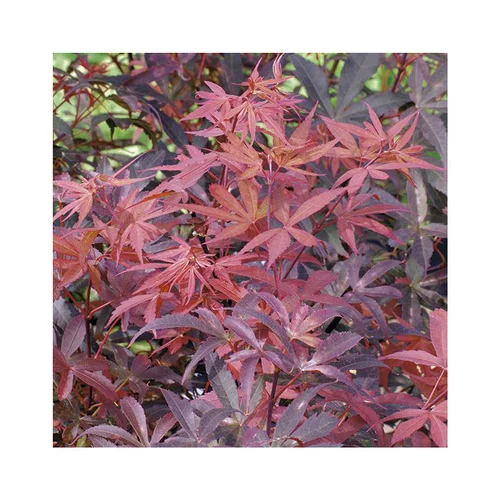 Maison et extérieur:Erable du Japon (ACER PALMATUM SKEETERS BROOM ) Le pot de 50 litres