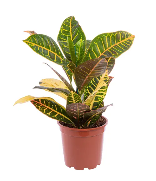 Jardin et confort：Croton Petra multicolore. Le pot Ø 17 cm
