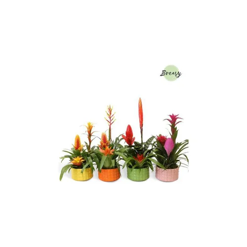 Qualité extérieur:Bromélia coupe avec pot en céramique coloris multicolore - Ø 16 cm H 50 cm
