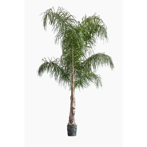 Adapté à votre jardin：Arecastrum Romanzoffianum (cocotier plumeux) en pot de 25 L vert
