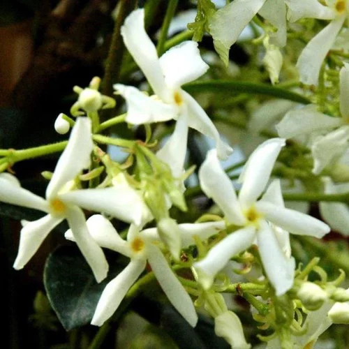 Utile pour le jardin：Jasmin étoilé palissé. Le pot déco de 18 litres