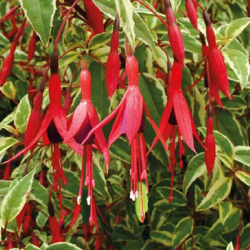 Pour transformer vos extérieurs:Fuchsia Magellanica Variegata - Le pot de 9 x 9 cm