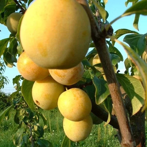 Pour améliorer votre jardin:Prunier Mirabelle De Nancy Lr. Le pot de 12 litres