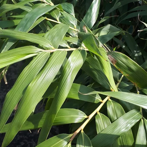 Pour vos projets jardin：Bambou géant 300/400. Le pot de 50 litres