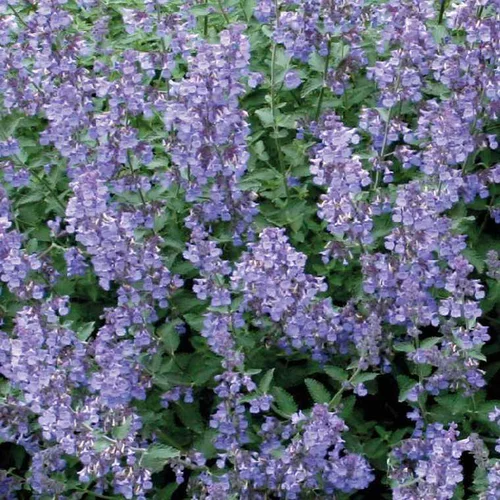 Pour plus de praticité au jardin:Nepeta Herbe A Chat - Le pot de 9 x 9 cm