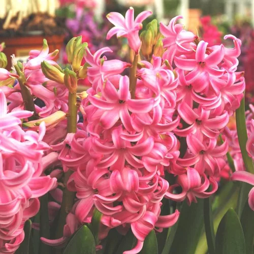 Essentiel extérieur:Jacinthe à fleurs multicolores - Le godet de 8 cm