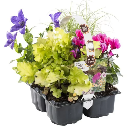 Pour vivre le jardin autrement:Mélange automnal multicolore. Le pack de 4 plants