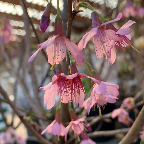 Jardin à découvrir:Cerisier à fleurs Prunus Serrulata Okame. Le pot de 4 litres