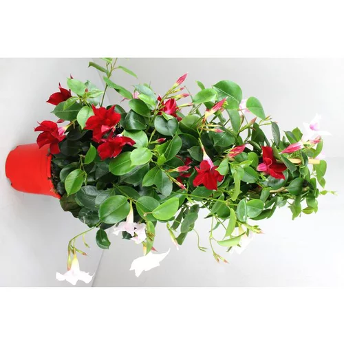 Confort pour le jardin：Dipladénia Tippi en duo de s - Le pot de 2 litres
