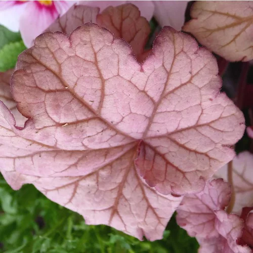 Équipement au jardin:Heuchera Word Caffé Shakerato - Le pot de 4 litres