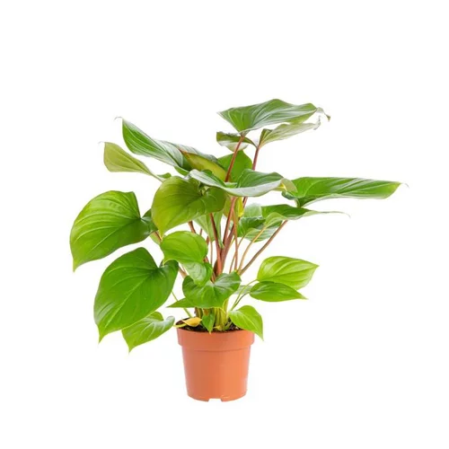 Moderne jardin：Homalomena Maggy Pot Ø17xH70 cm