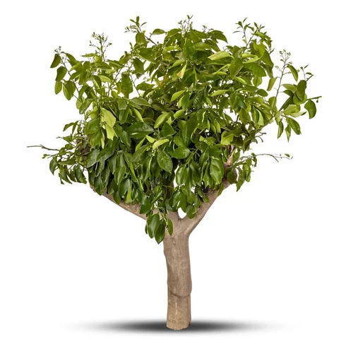 Jardin pratique：Pamplemoussier. Le pot de 80 litres