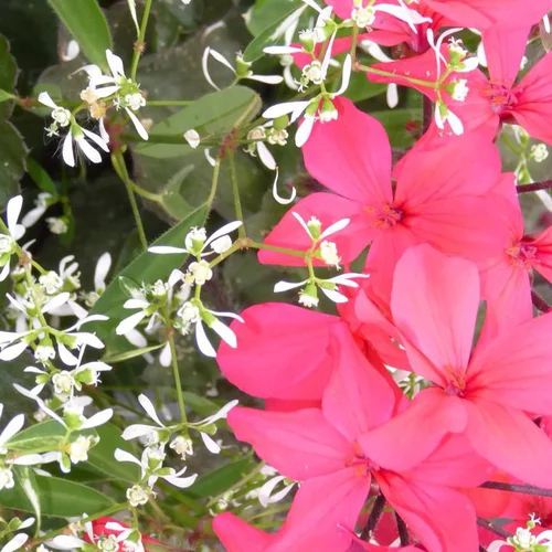 Votre jardin：Géranium lierre + Euphorbe blanche - La suspension diam 27 cm