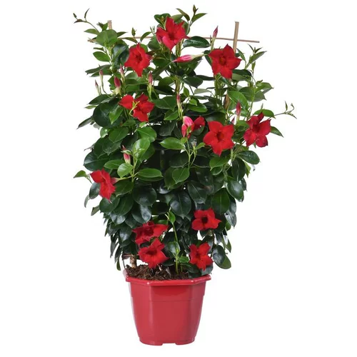 Le petit plus du jardin:Dipladénia palissé extra. Le pot de 5 litres