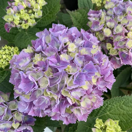 Une solution pratique pour le jardin：Hortensia Varié. Le pot de 4 litres