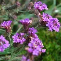 Esprit végétal:Verbena Venosa - Le pot de 2 litres