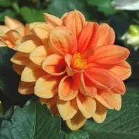 Pour la maison et le jardin:Dahlia Nain - Le pot de 1 litre