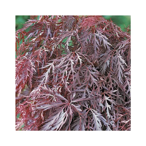 Essentiel maison：Erable du Japon (ACER PALMATUM CRIMSON QUEEN ) Le pot de 50 litres