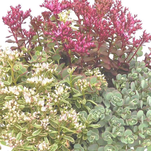 Une idée pour votre jardin:Sedum Varié - Le pot de 7,5 litres