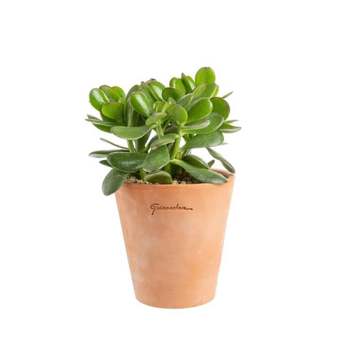 Extérieur loisirs：Crassula argentea en pot terre cuite H 10 x Ø 15 cm