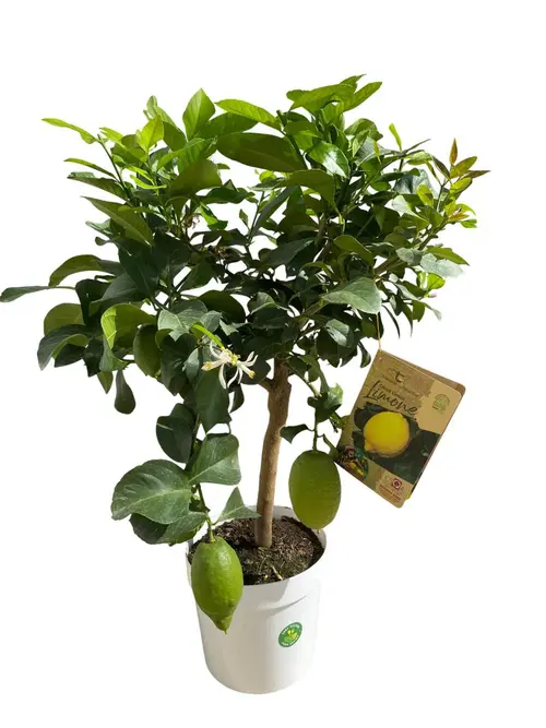 Pour un jardin agréable:Citronnier Lunario coloris jaune - 5 L