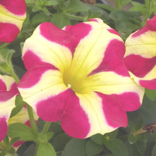 Style nature:Pétunia Amore - Le pot de 0,5 litre