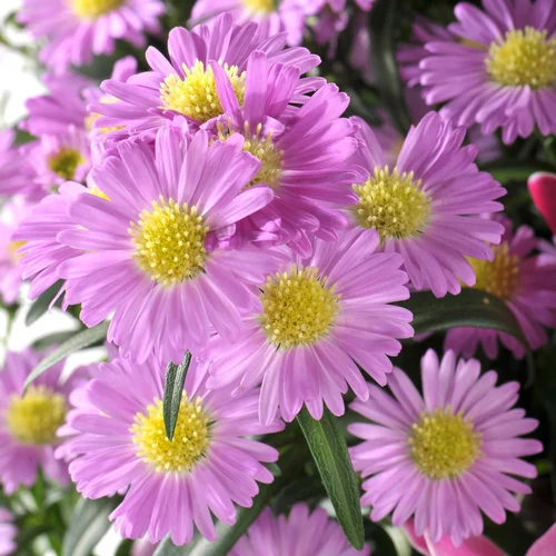 Accessoire extérieur：Aster Vivace. Le pot de 2 litres
