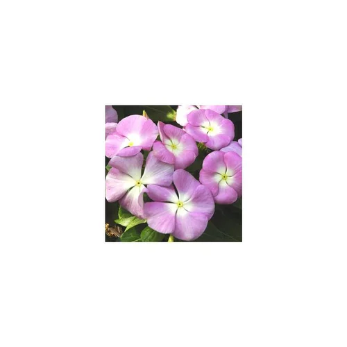 Pour un extérieur à votre image:Pervenche de Madagascar - La barquette de 6 plants