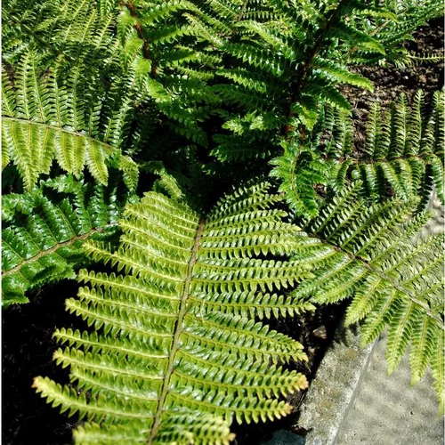 Jardin moderne：Polystichum Polyblepharum - Le pot de 12 cm
