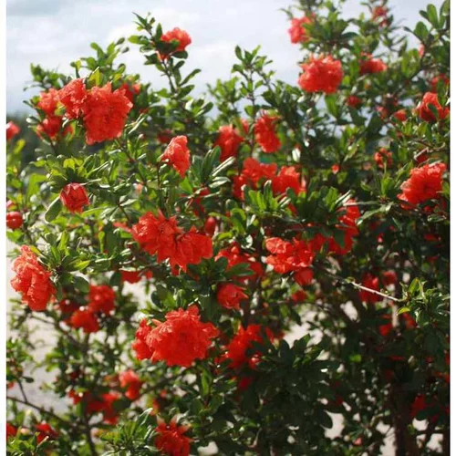 Pour personnaliser vos extérieurs:Grenadier Pleniflora orange. Le pot de 3 litres