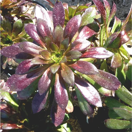 Le bon choix pour l’extérieur：Aeonium Arboreum Atropurpureum - Le pot de 5 litres