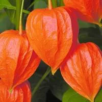 Jardin en douceur:Physalis Amour En Cage - Le pot de 1 litre