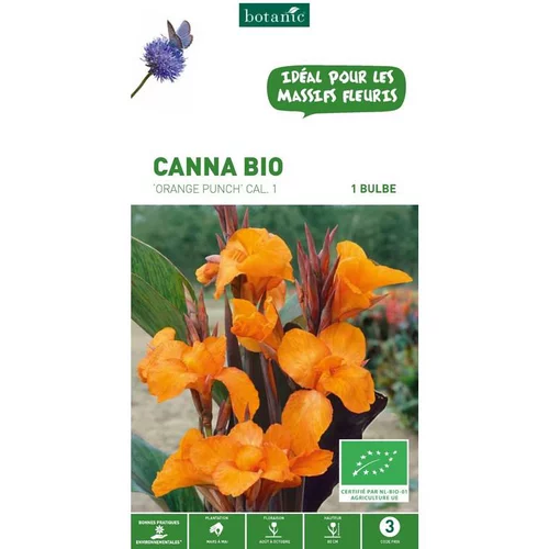 Extérieur moderne：Canna orange Punch bio botanic® - 1 bulbe