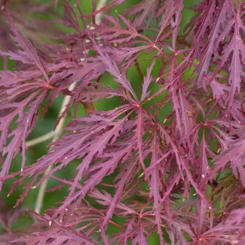 Votre allié au jardin：Acer Palmatum Dissectum Garnet (érable du Japon) en pot de 4,5 L rouge