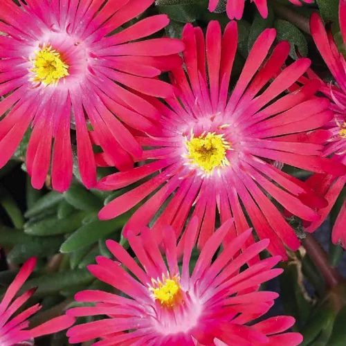 Accessoire extérieur：Delosperma x lido rose vif - Le pot de 9 x 9 cm.