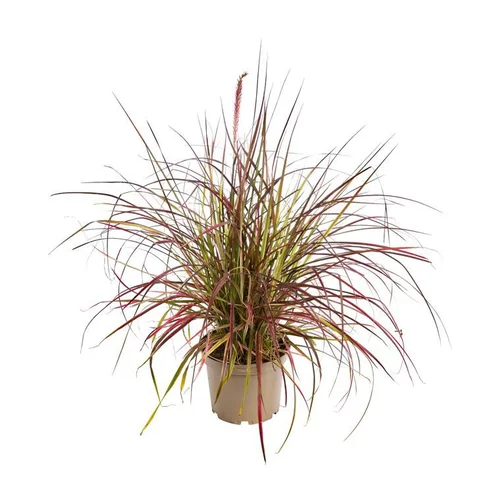 Esprit jardin：Pennisetum Setaceum Fireworks ® - Le pot de 2 litres