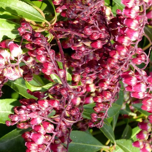 Facile à intégrer au jardin:Pieris Japonica Varié extra – Pot de 15L