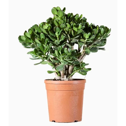 Extérieur accessoire：Crassula Portulacea. Le pot de 2,5 litres