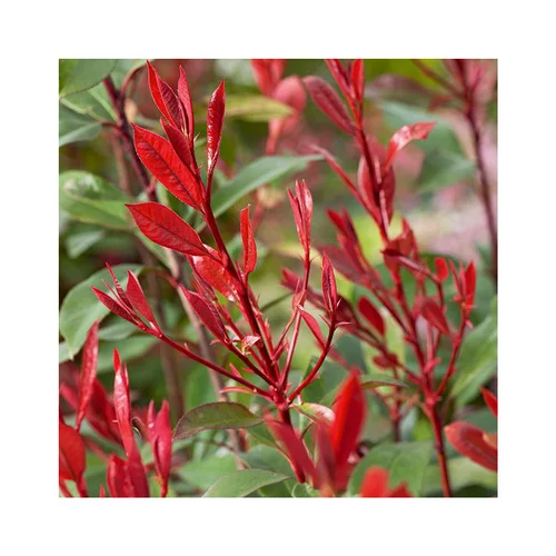 Bien pratique au jardin：Photinia carré rouge en pot de 3 litres