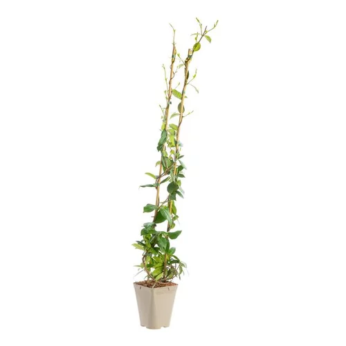 Pour faciliter le quotidien au jardin:Jasmin étoiléSPERMUM WILSONII. Le pot de 3 litres