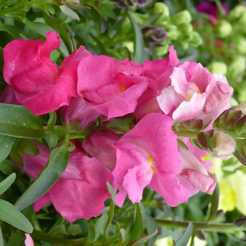 Jardin & maison:Muflier ou gueule de loup - Le pot de 0,5 litre