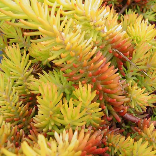 Confort pour le jardin：Sedum Reflexum Dore - Le pot de 2 litres