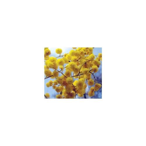 Nature utile:Acacia Dealbata Greffe – Pot de 5L