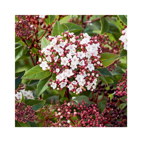Nature extérieur:Viburnum Tinus Spirit – Pot de 3L