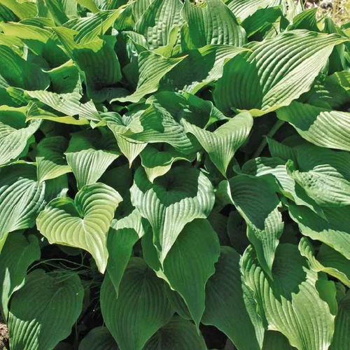 Moderne au jardin：Hosta Ventricosa - Le pot de 9 x 9 cm