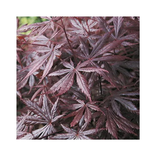 Choix pratique：Erable du Japon (ACER PALMATUM TROMPENBURG ) Le pot de 50 litres