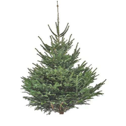 Jardin qualité：Sapin de Noël naturel coupé Nordmann - de 175 à 200 cm