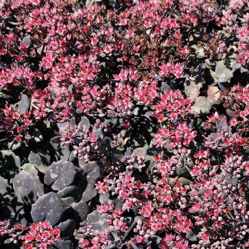 Extérieur tendance：Sedum Cauticolum Rose - Le pot de 9 x 9 cm