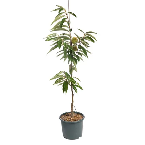 Pour valoriser votre jardin:Chataignier Marron De Redon Baliveau. Le pot de 15 litres