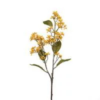 Utile extérieur：Magnolia Grandiflora Gallis blanc en pot de 18 L